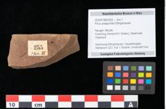 Foto (Objekt + Etikett) von Pinus praepumilio Ettingshausen (NHMW-GEO-2024-0188-0255)